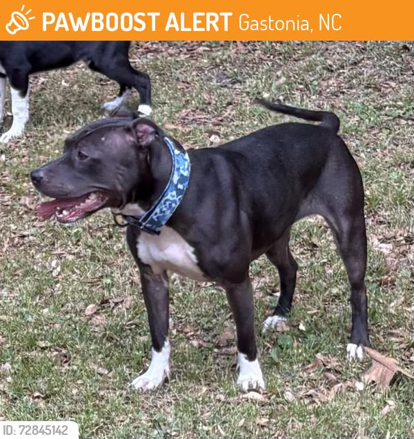 Found/Stray Female Dog last seen Carolina Ave, Gastonia, NC 28052