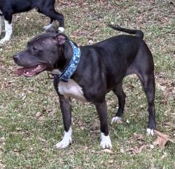 Found/Stray Female Dog last seen Carolina Ave, Gastonia, NC 28052