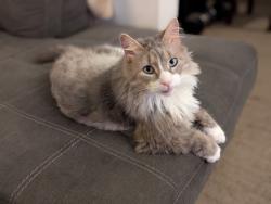 Lost Male Cat last seen Near S 2nd Ave Sioux Falls, near the train tracks, Sioux Falls, SD 57104