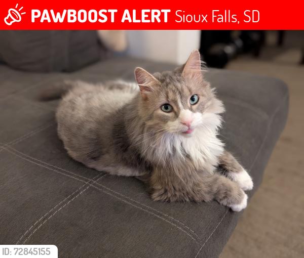 Lost Male Cat last seen Near S 2nd Ave Sioux Falls, near the train tracks, Sioux Falls, SD 57104