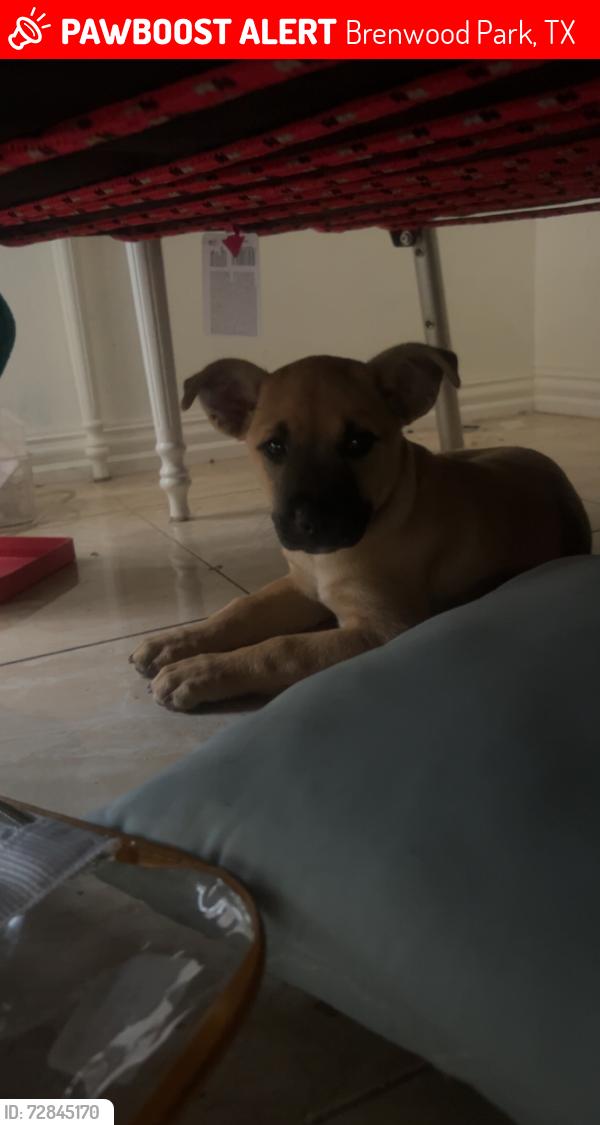 Lost Male Dog last seen Brenda Jill memorial park , Brenwood Park, TX 77449
