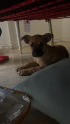Lost Male Dog last seen Brenda Jill memorial park , Brenwood Park, TX 77449
