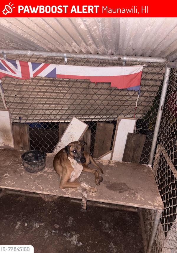 Lost Male Dog last seen Maunawili, Maunawili, HI 96734