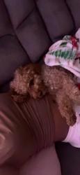 Lost Male Dog last seen Near n 49th st, Philadelphia, PA 19104