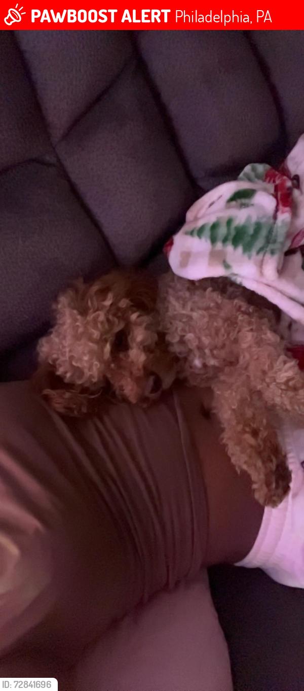 Lost Male Dog last seen Near n 49th st, Philadelphia, PA 19104
