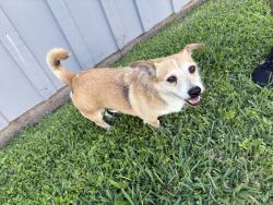 Found/Stray Male Dog last seen By entrance to neighborhood , La Porte, TX 77571