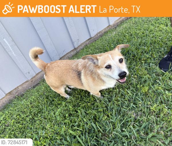 Found/Stray Male Dog last seen By entrance to neighborhood , La Porte, TX 77571