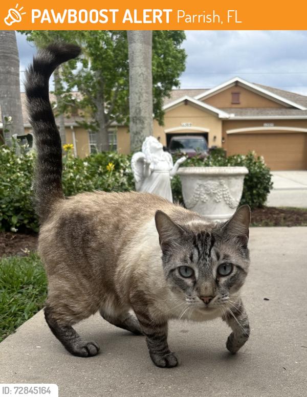Found/Stray Male Cat last seen Lexington Place , Parrish, FL 34219