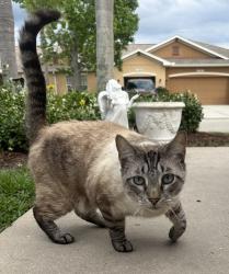 Found/Stray Male Cat last seen Lexington Place , Parrish, FL 34219