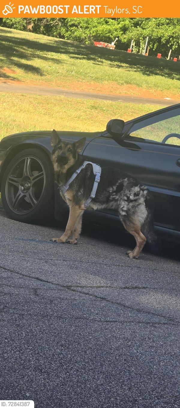 Found/Stray Female Dog last seen Old chick springs , Taylors, SC 29687