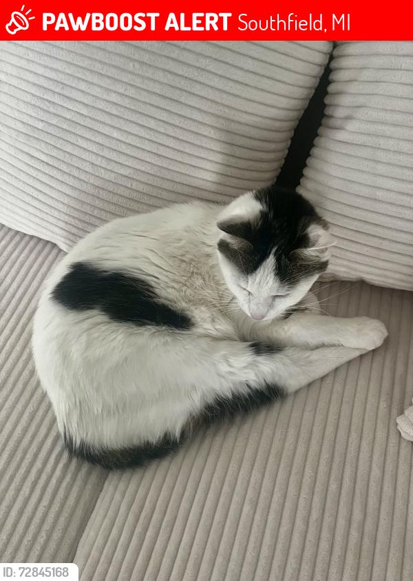 Lost Female Cat last seen Cranbrook Village Neighborhood, Southfield, MI 48076