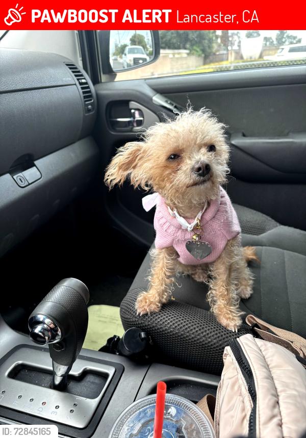 Lost Female Dog last seen Avenue H, Lancaster, CA 93534