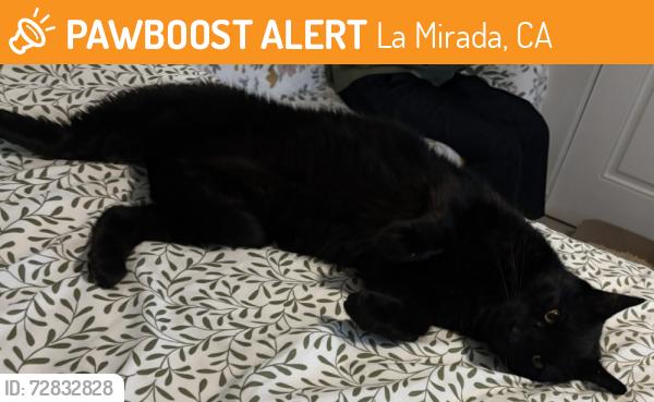 Found/Stray Unknown Cat last seen Nearby CVS mall, La Mirada, CA 90604