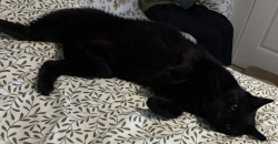 Found/Stray Unknown Cat last seen Nearby CVS mall, La Mirada, CA 90604