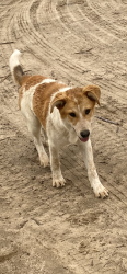 Found/Stray Male Dog last seen Johansson high school, Modesto, CA 95353