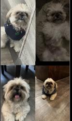 Lost Male Dog last seen Between Buchanan street and Lincoln , Little Chute, WI 54140