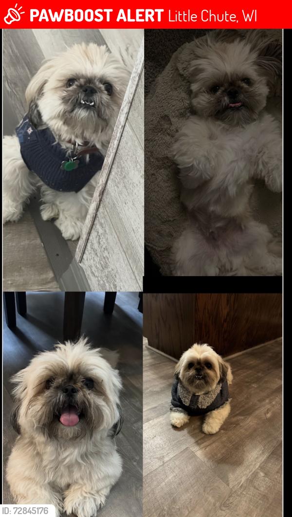 Lost Male Dog last seen Between Buchanan street and Lincoln , Little Chute, WI 54140