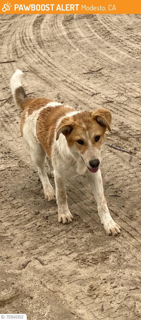 Found/Stray Male Dog last seen Johansson high school, Modesto, CA 95353