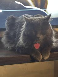 Lost Female Cat last seen Seeley and Roscoe, Chicago, IL 60618