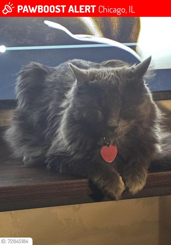 Lost Female Cat last seen Seeley and Roscoe, Chicago, IL 60618