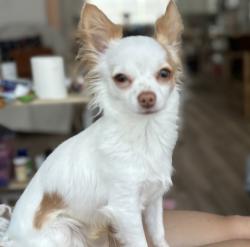 Lost Male Dog last seen McGinnis and  Lawrenceville Suwanee Rd, Suwanee, GA 30024