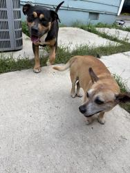 Found/Stray Male Dog last seen Long Ave, Hillside, NJ 07205