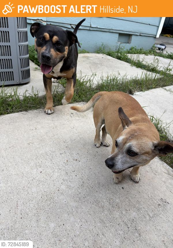 Found/Stray Male Dog last seen Long Ave, Hillside, NJ 07205