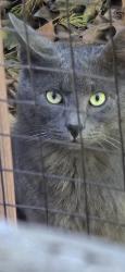 Found/Stray Unknown Cat last seen Upward and Ballenger, Flat Rock, NC 28731