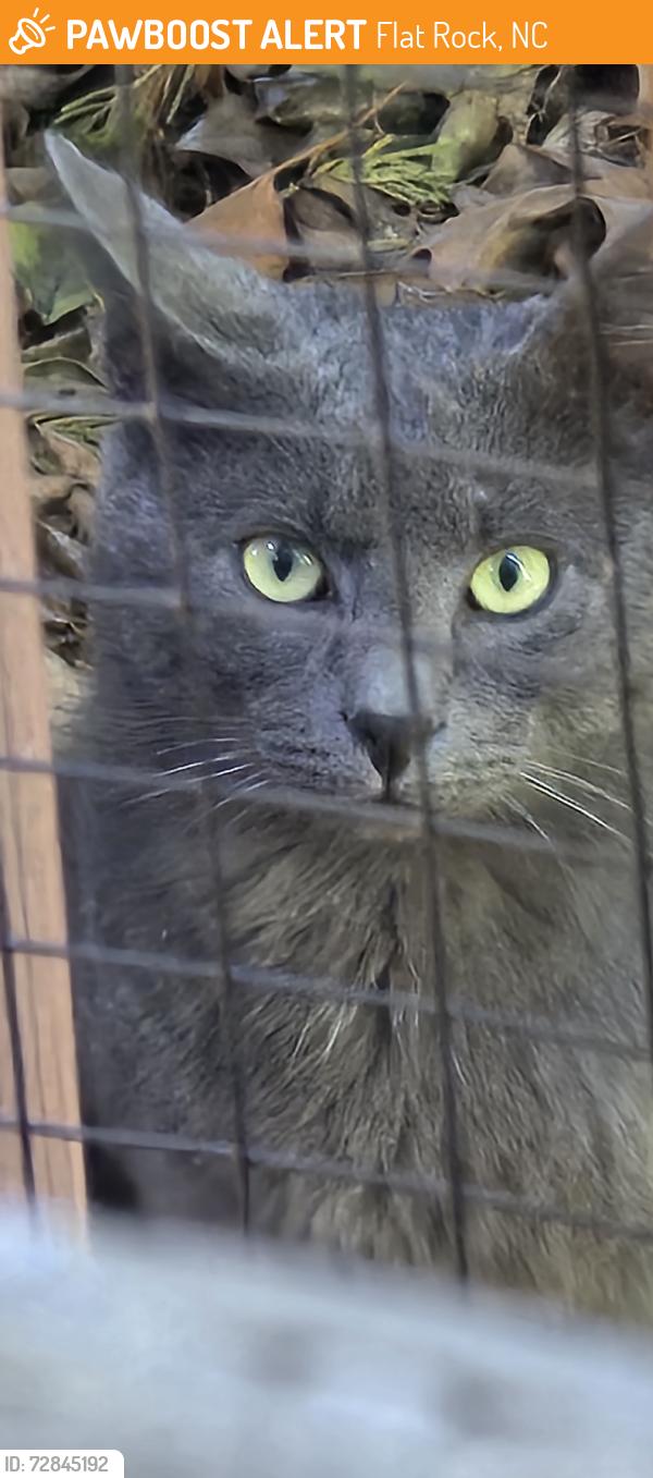 Found/Stray Unknown Cat last seen Upward and Ballenger, Flat Rock, NC 28731