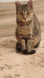 Lost Female Cat last seen Nw 122nd and county line rd, Oklahoma City, OK 73162