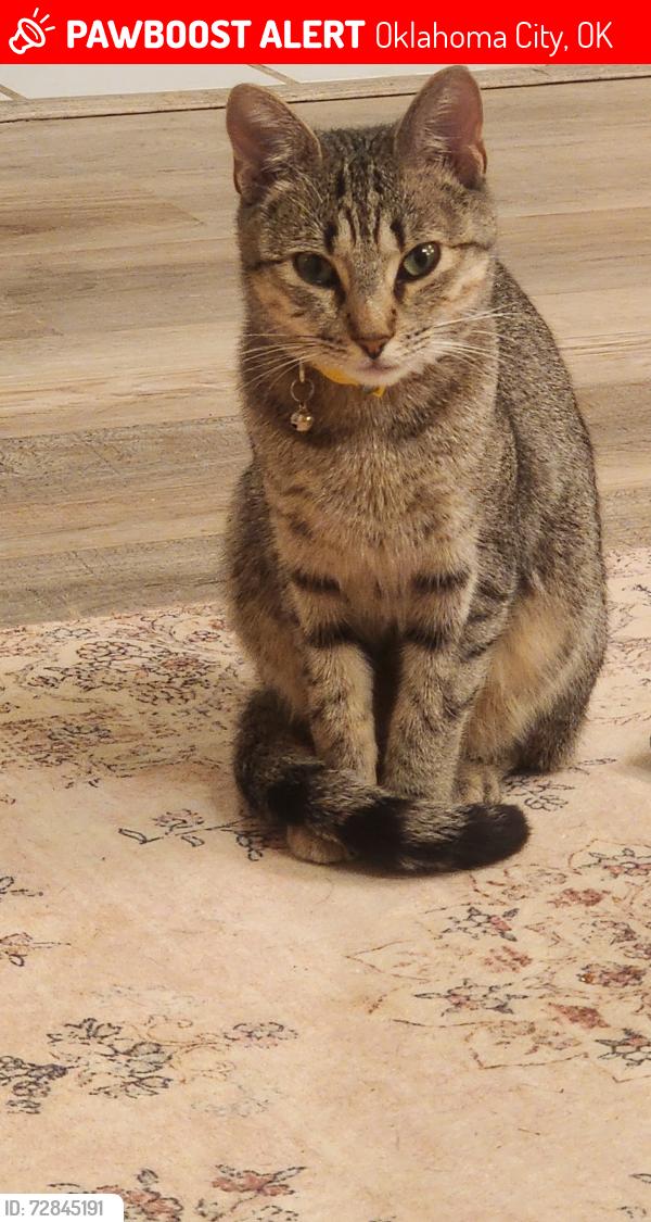 Lost Female Cat last seen Nw 122nd and county line rd, Oklahoma City, OK 73162