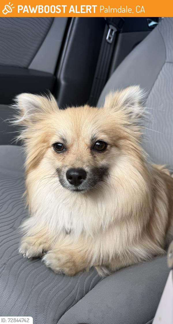 Found/Stray Female Dog last seen Dessert , Palmdale, CA 93552