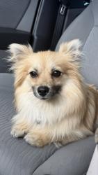 Found/Stray Female Dog last seen Dessert , Palmdale, CA 93552