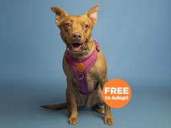 Shelter Stray Female Dog last seen 7TH ST, BEARDSLEY RD, Phoenix, AZ 85008