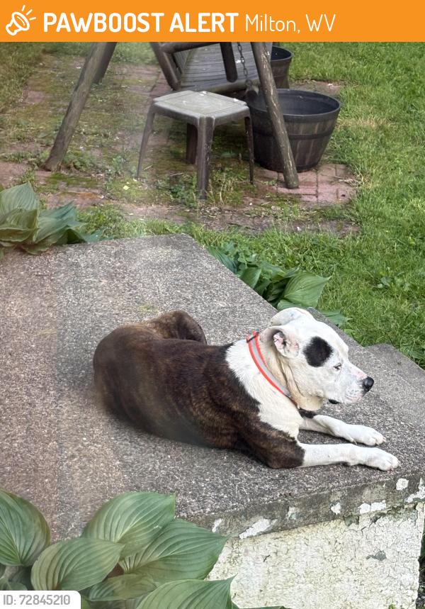 Found/Stray Male Dog last seen Johns creek, Milton, WV 25541