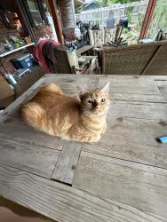 Lost Female Cat last seen Near Crestmont Ave Norman, OK  73069 , Norman, OK 73069