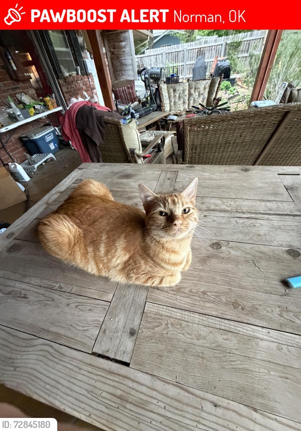 Lost Female Cat last seen Near Crestmont Ave Norman, OK  73069 , Norman, OK 73069