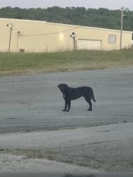 Found/Stray Male Dog last seen Blue Ridge Creamery , Blue Ridge, GA 30513