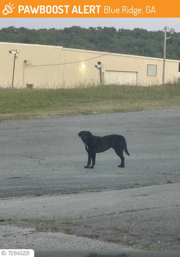 Found/Stray Male Dog last seen Blue Ridge Creamery , Blue Ridge, GA 30513