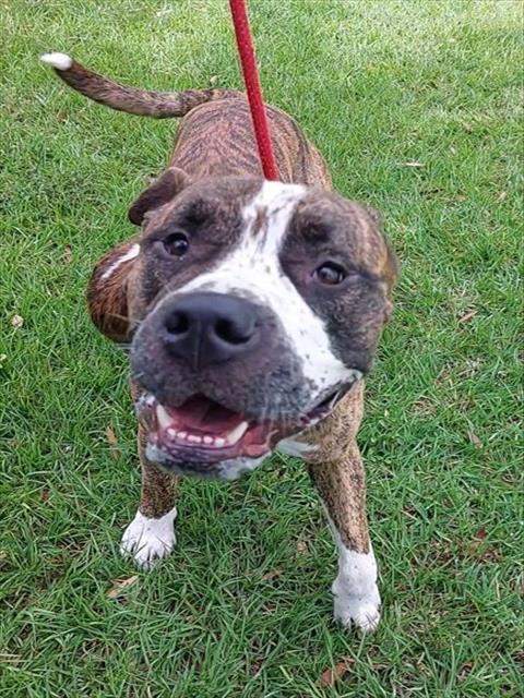 Shelter Stray Male Dog last seen Near BLOCK NW 40 CT, LAUDERDALE LAKES FL 33309, Davie, FL 33312