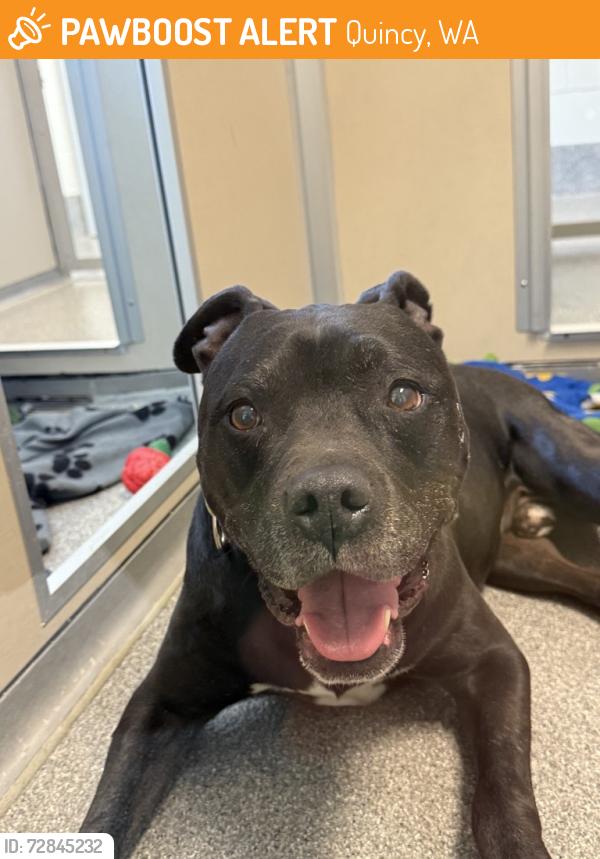 Found/Stray Male Dog last seen Frenchman Coulee, Rock climbing area, Quincy, WA 98848