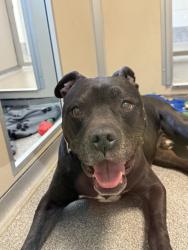 Found/Stray Male Dog last seen Frenchman Coulee, Rock climbing area, Quincy, WA 98848