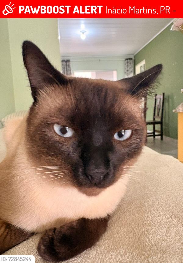 Lost Male Cat last seen Ruia ruim Barbosa 08 Inácio Martins , Inácio Martins, PR 85155-000