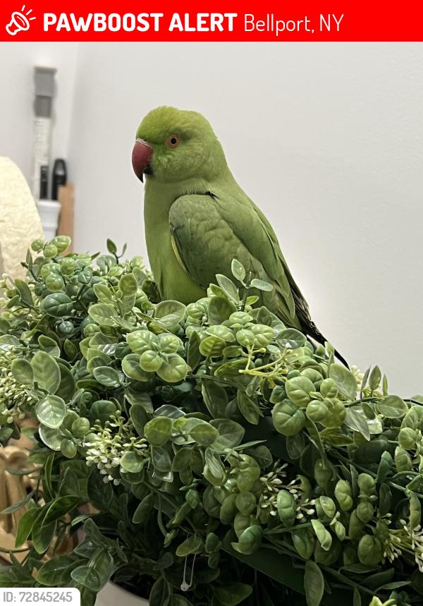 Lost Male Bird last seen Meade avenue Bellport Ny , Bellport, NY 11713
