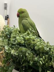 Lost Male Bird last seen Meade avenue Bellport Ny , Bellport, NY 11713