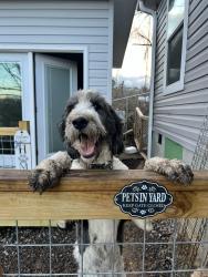 Lost Female Dog last seen Old Leicester hwy, Asheville, NC 28804