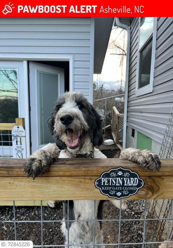 Lost Female Dog last seen Old Leicester hwy, Asheville, NC 28804