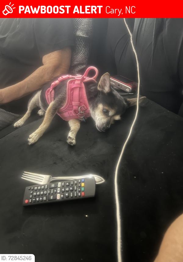 Lost Female Dog last seen Electra , Cary, NC 27513