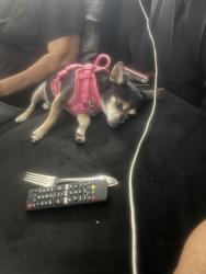 Lost Female Dog last seen Electra , Cary, NC 27513