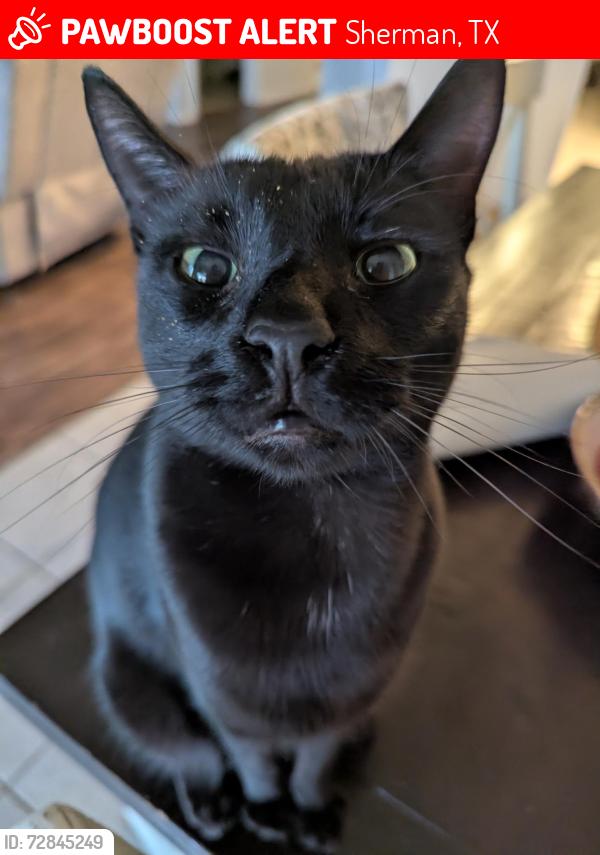 Lost Male Cat last seen Southridge Ln and Park Ave , Sherman, TX 75092